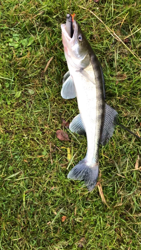 Zander