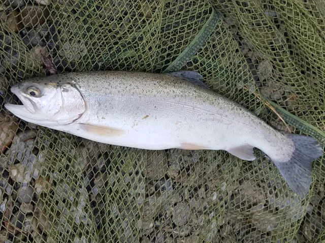 Regenbogenforelle