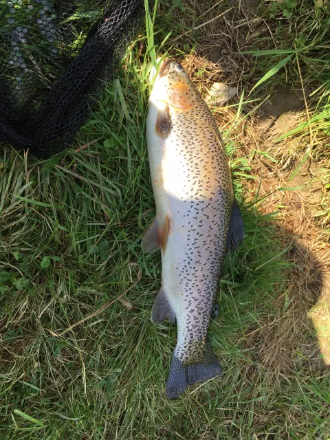 Regenbogenforelle