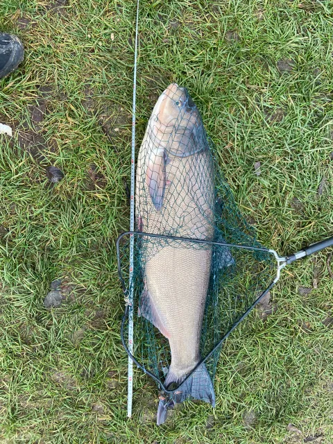 Silberkarpfen