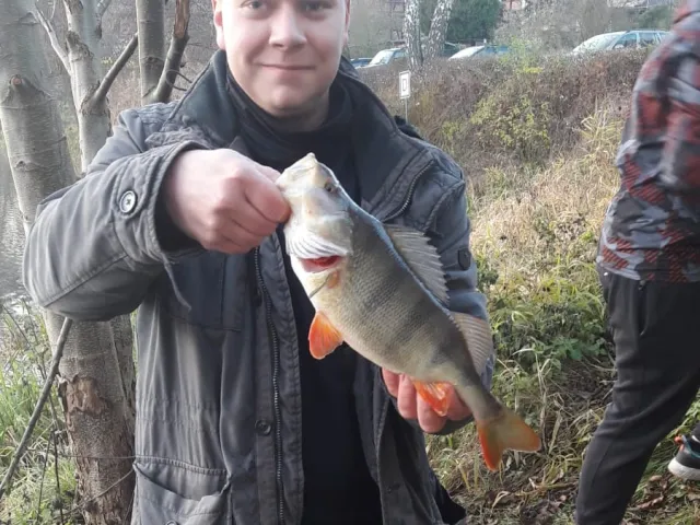 Flussbarsch