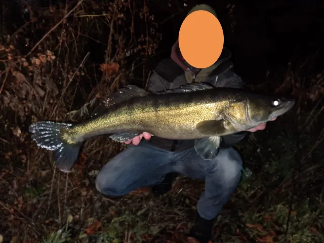 Zander