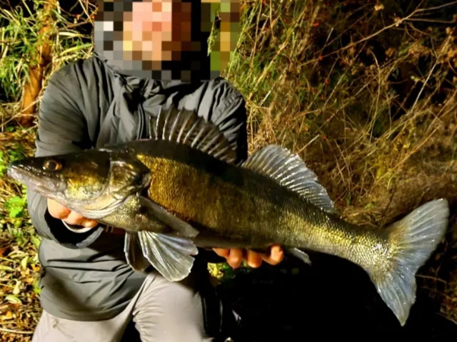 Zander