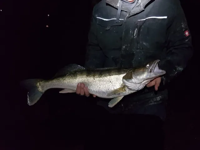 Zander