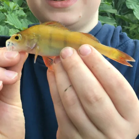 Flussbarsch