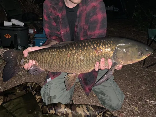 Graskarpfen