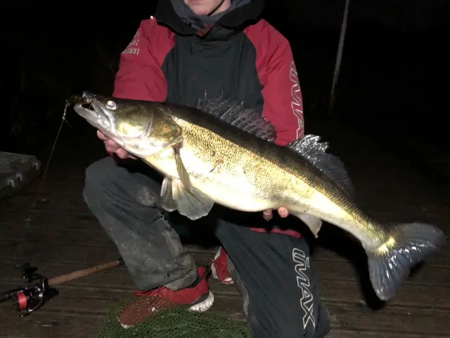 Zander