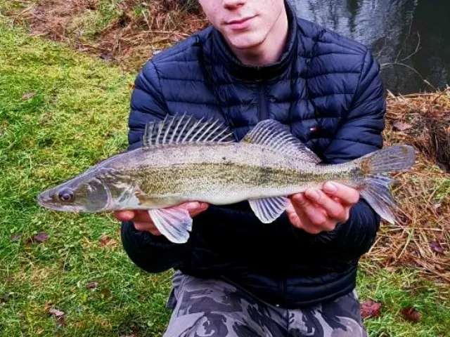Zander