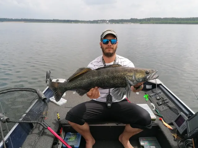 Zander