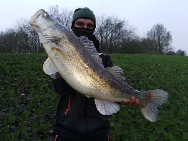 Zander