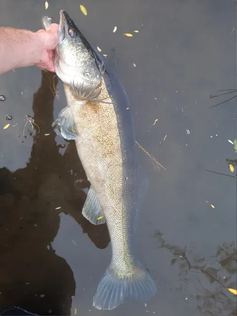 Zander