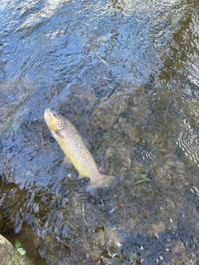 Bachforelle