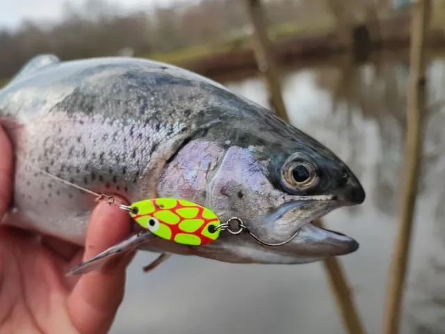 Regenbogenforelle