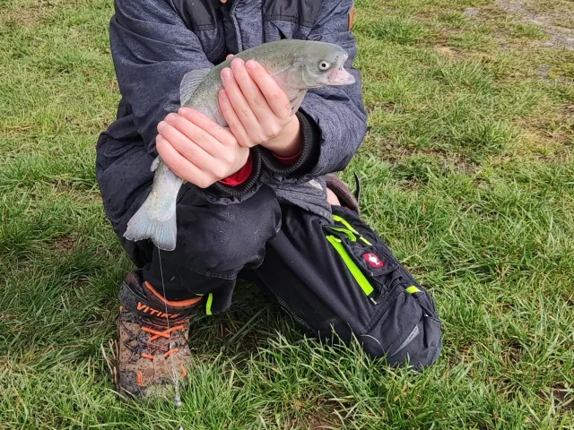 Regenbogenforelle