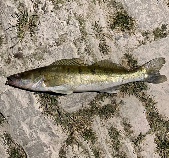 Zander