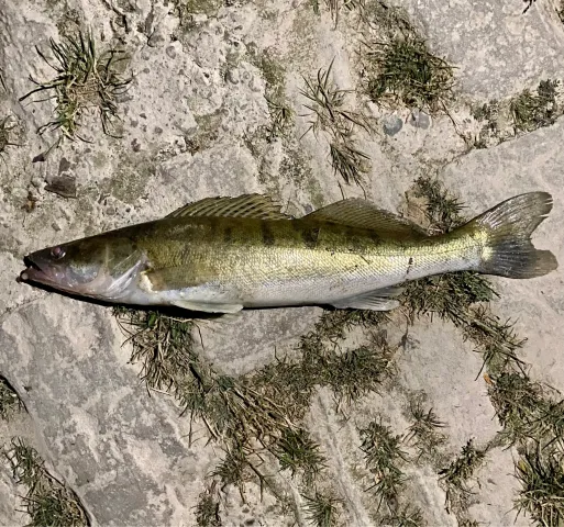 Zander