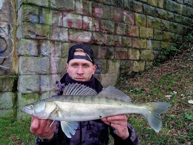 Zander
