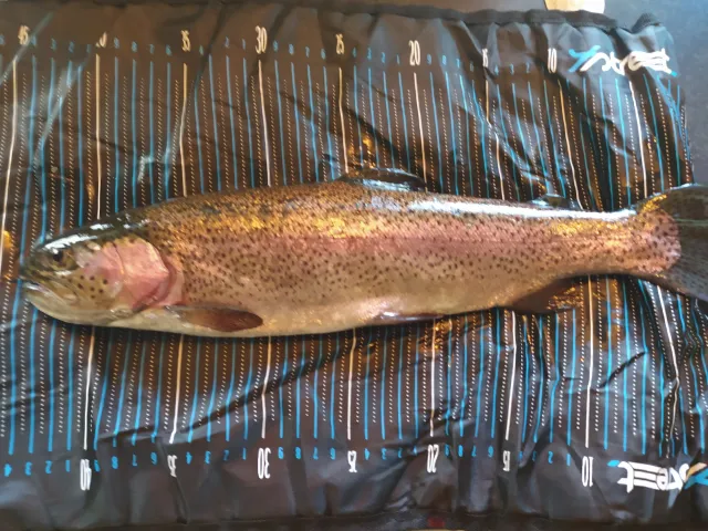 Regenbogenforelle