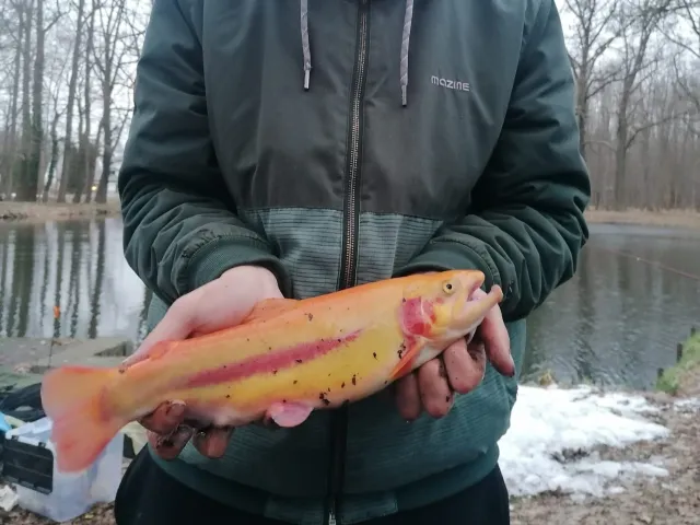 Regenbogenforelle