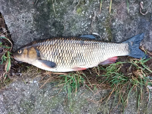 Döbel