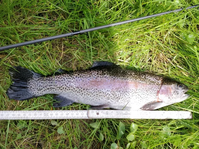 Regenbogenforelle