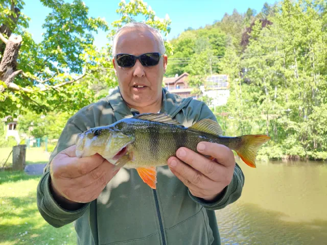 Flussbarsch