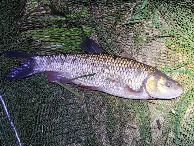 Döbel
