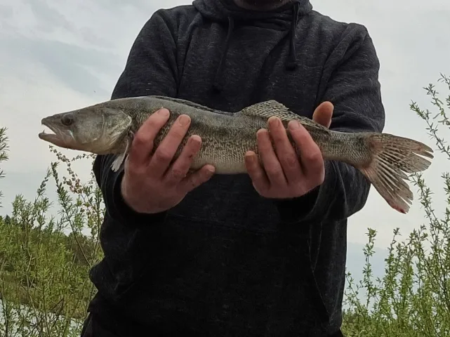 Zander
