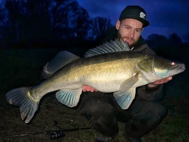 Zander