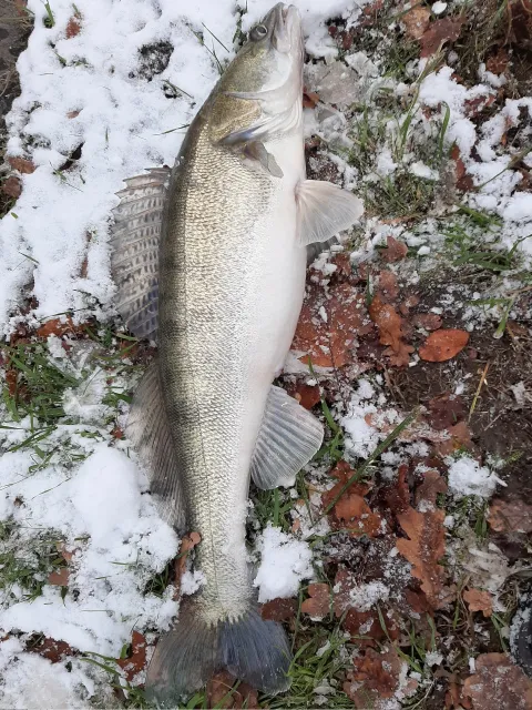 Zander
