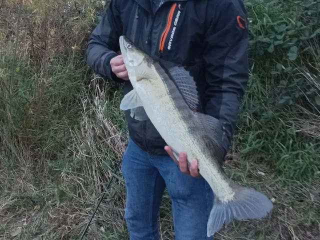 Zander