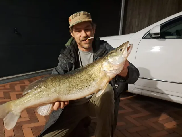 Zander