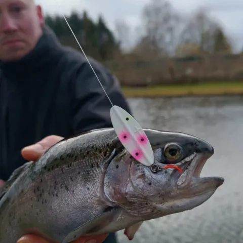 Regenbogenforelle