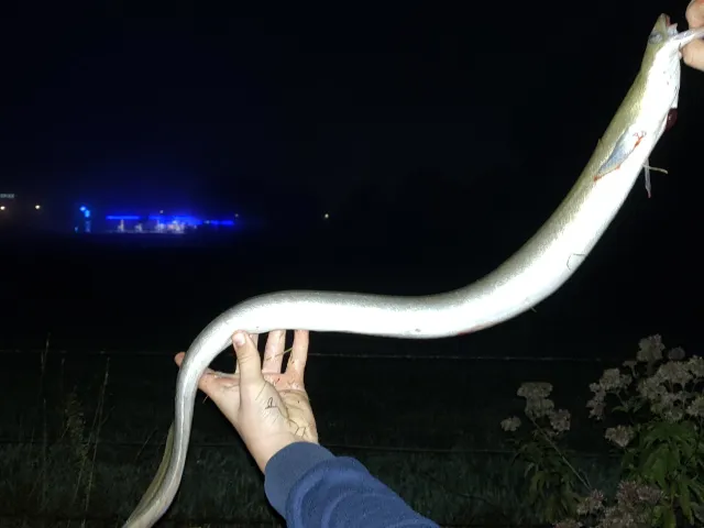 Aal