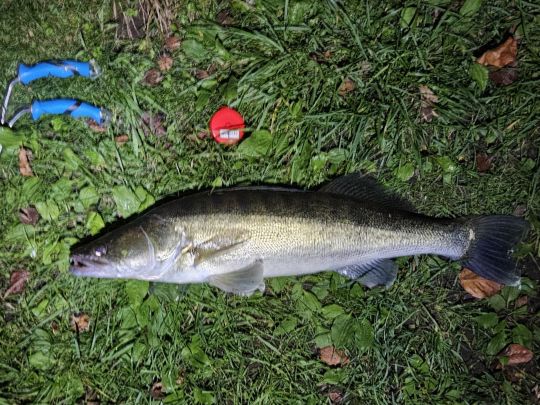 Zander