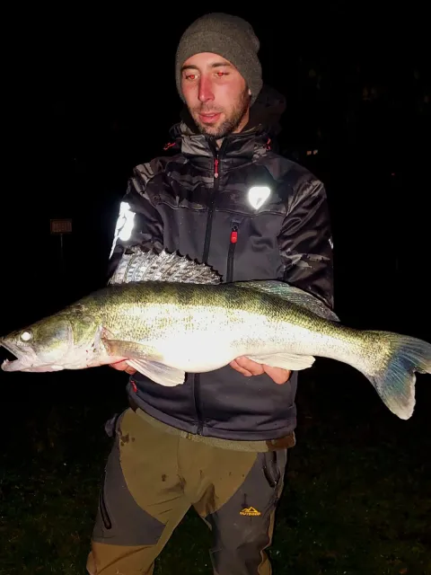 Zander
