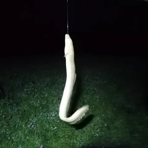 Aal