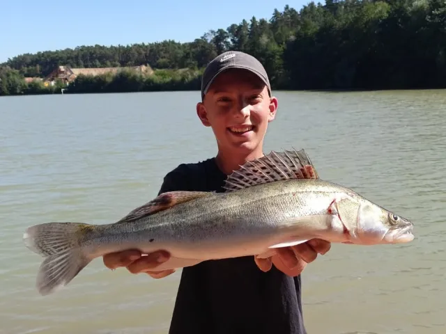 Zander
