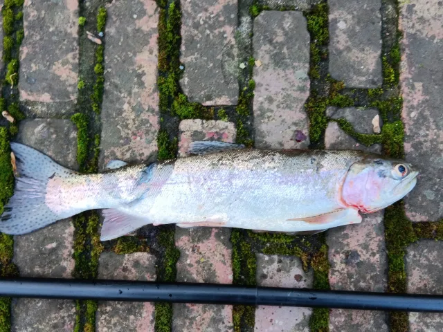 Regenbogenforelle