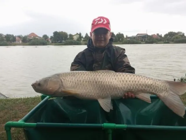 Graskarpfen