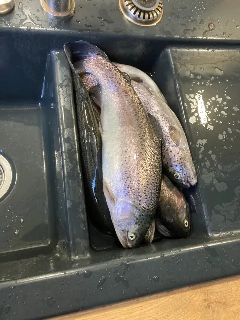 Regenbogenforelle