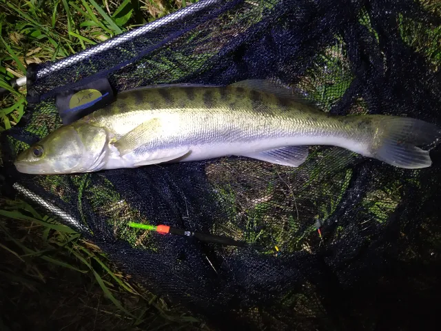 Zander