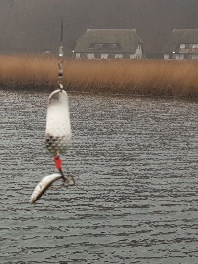 Dreistachliger Stichling