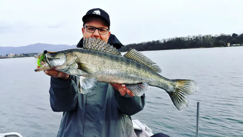 Zander