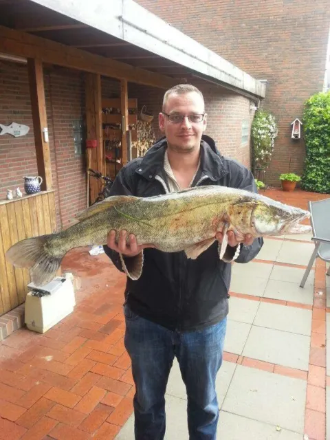 Zander
