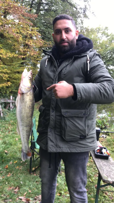 Zander
