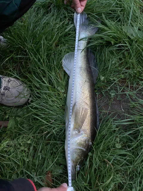 Zander