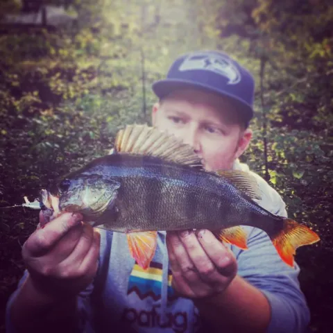 Flussbarsch