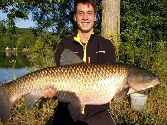 Graskarpfen