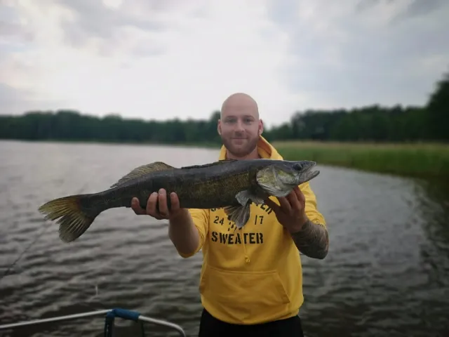 Zander